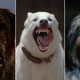 Illustration for article titled Killer dogs: iCujo/i, iDogs/i, iWhite Dog/i